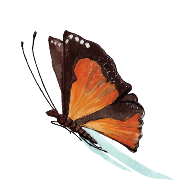Masthead Butterfly