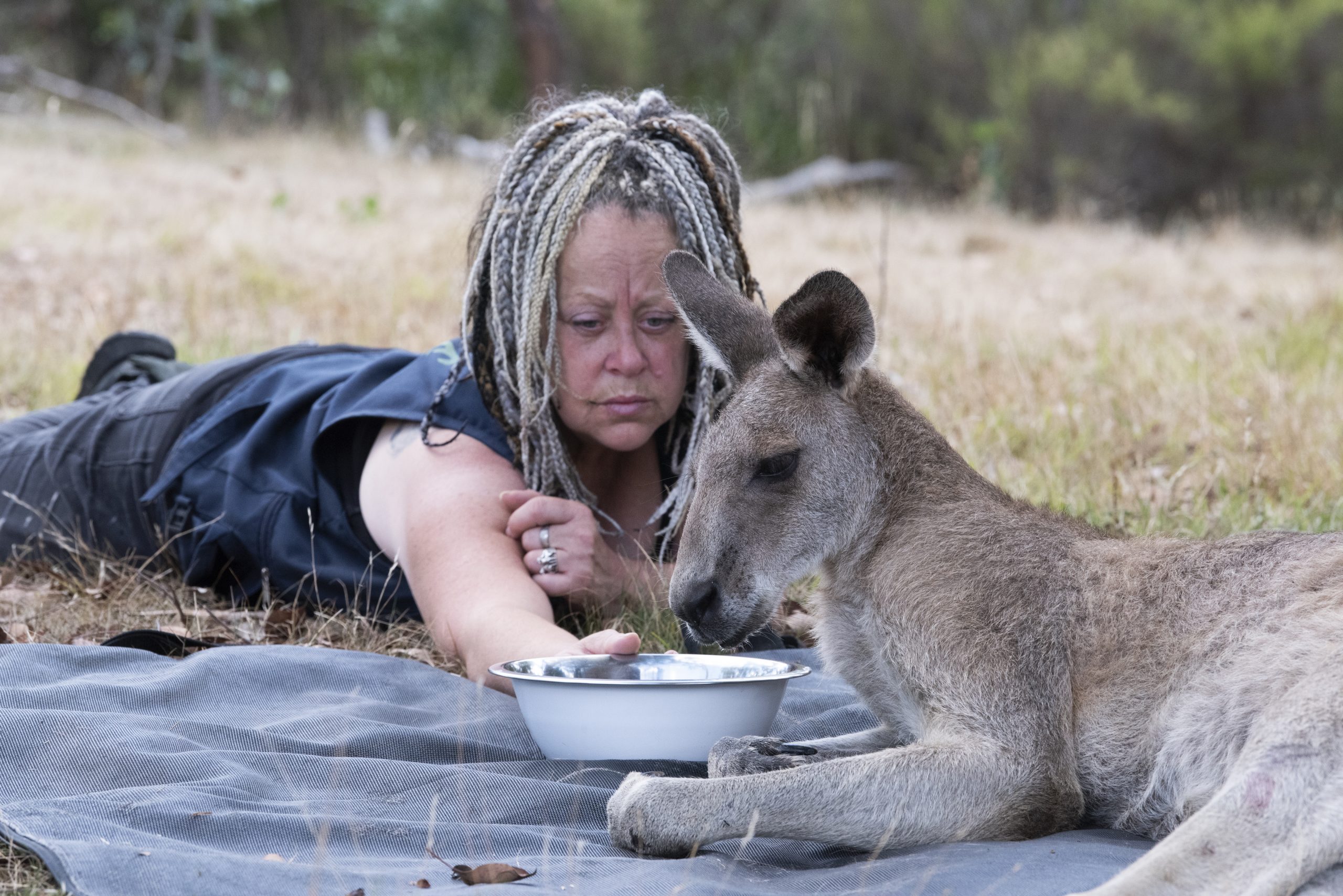 Albino kangaroo hugs a laughing American woman at a Perth wildlife park